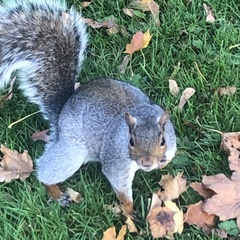 Sciurus carolinensis