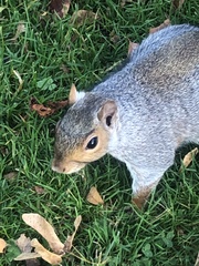 Sciurus carolinensis
