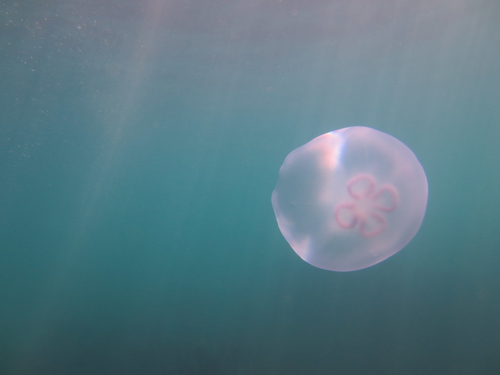 moon jellyfish