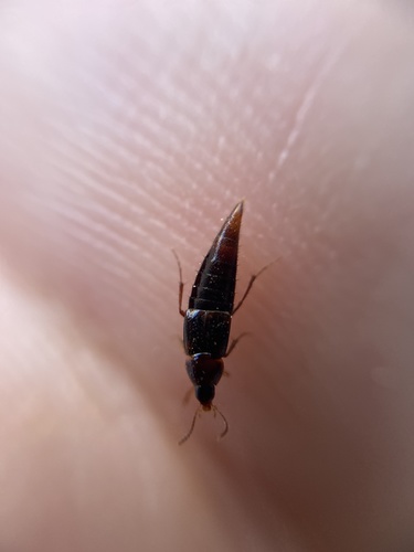 Mycetoporus rufescens