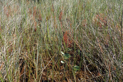 Drosera madagascariensis