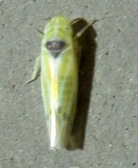 Erythridula penenoeva