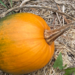 American Pumpkin - Photo (c) psullivan22, some rights reserved (CC BY-NC)