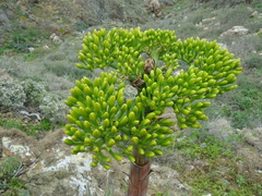 Agave sebastiana