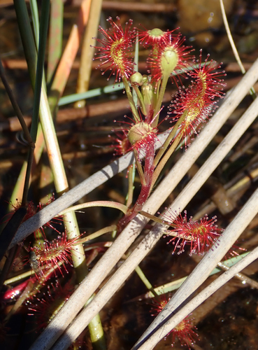 Drosera madagascariensis