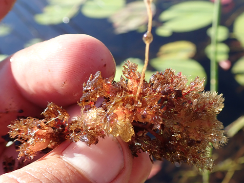 Utricularia benjaminiana image