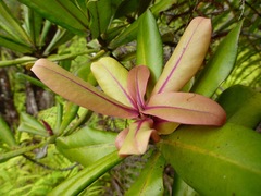 Myrsine lessertiana