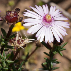 Lampranthus scaber