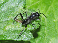 Zeuxevania splendidula