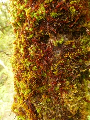 Holomitrium seticalycinum