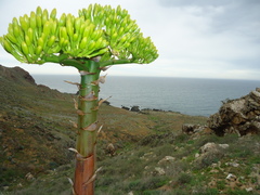 Agave sebastiana
