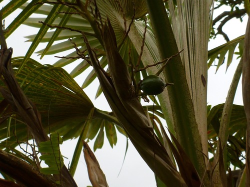 Pritchardia perlmanii