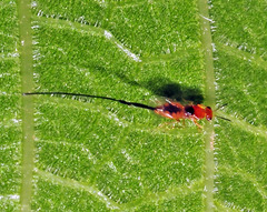 Philotrypesis caricae