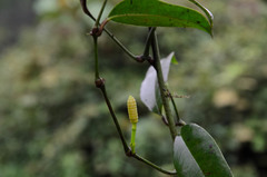 Gnetum cuspidatum