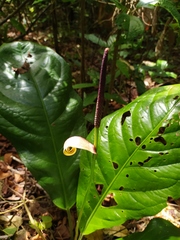 Anthurium fendleri