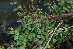 Rotala serpyllifolia