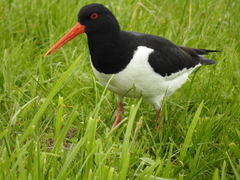 Haematopus ostralegus