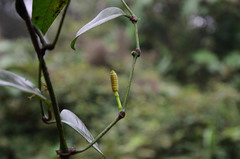 Gnetum cuspidatum