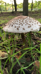 Macrolepiota procera
