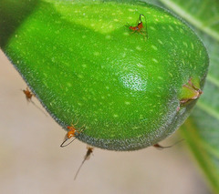 Philotrypesis caricae