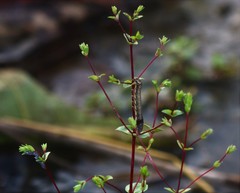 Rotala serpyllifolia