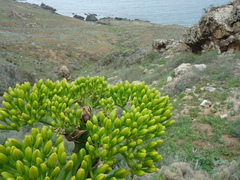 Agave sebastiana