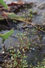 Rotala serpyllifolia