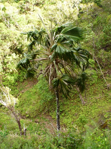 Pritchardia perlmanii