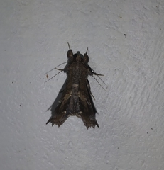 Noctuoidea