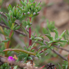 Lampranthus scaber