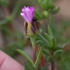 Lampranthus scaber
