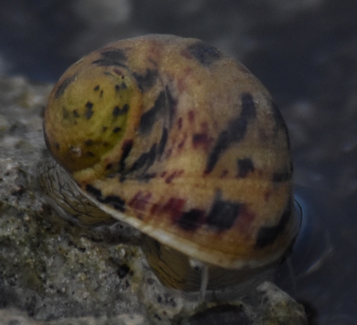 Bleeding Tooth Nerite