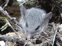 Peromyscus eremicus cedrosensis