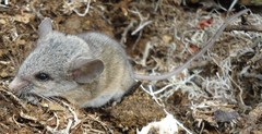 Peromyscus eremicus cedrosensis