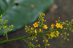 Trigonostemon thyrsoideus