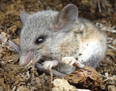 Peromyscus eremicus cedrosensis
