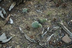Opuntia polyacantha polyacantha