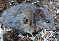 Peromyscus eremicus cedrosensis