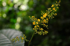 Trigonostemon thyrsoideus