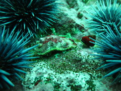 Pododesmus macrochisma