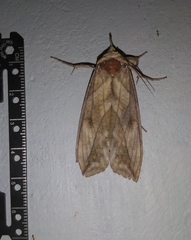 Noctuidae