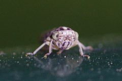 Stenidiocerus poecilus