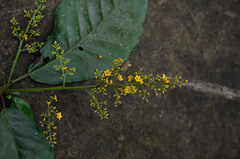 Trigonostemon thyrsoideus