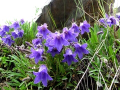 Campanula dasyantha