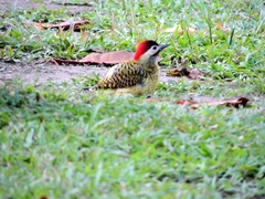 Colaptes melanochloros