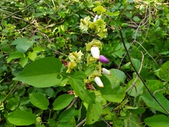 Amphilophium paniculatum