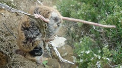 Peromyscus eremicus cedrosensis