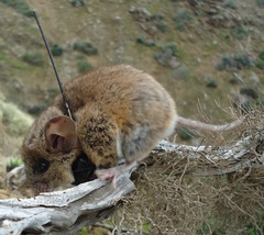 Peromyscus eremicus cedrosensis