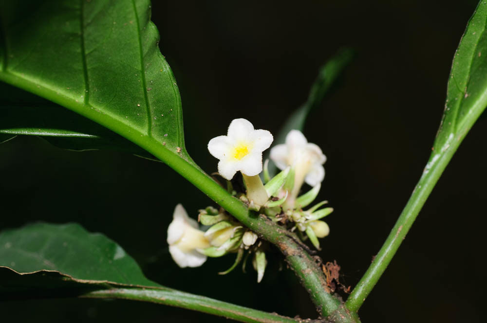 Silvianthus