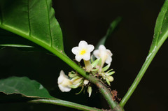 Silvianthus bracteatus